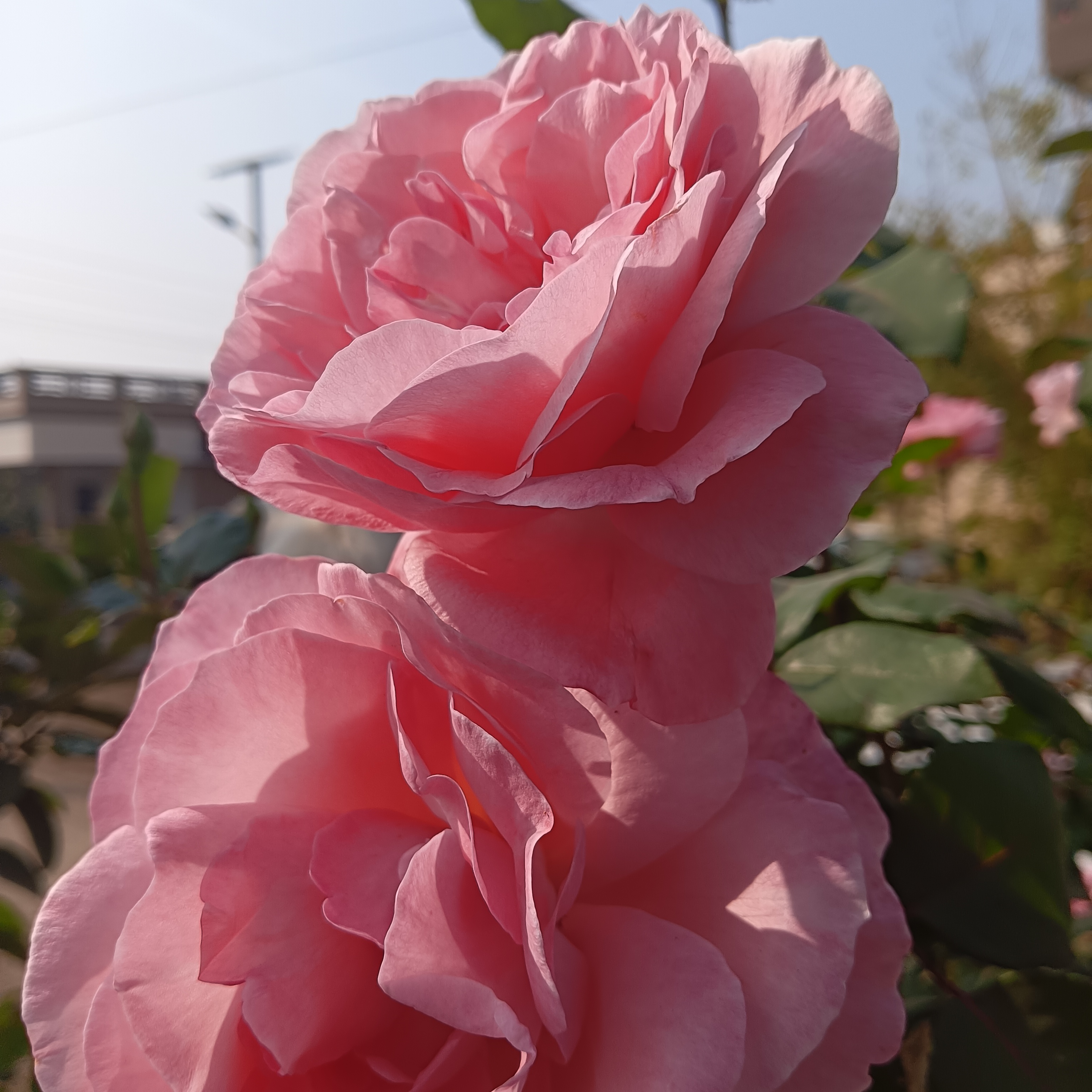 Pink Roses